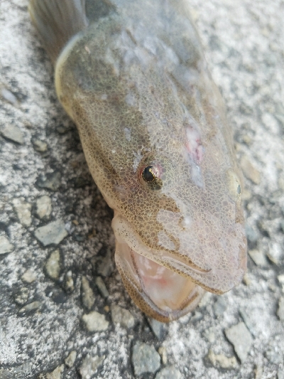 コチ釣り　～エソ祭り～