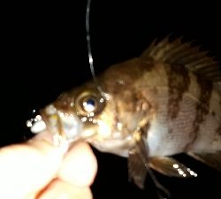 いとしのレイワ