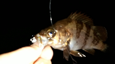 いとしのレイワ