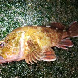 メバル活性高い