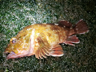 メバル活性高い