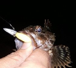 ガシリングとメバリング