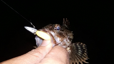 ガシリングとメバリング