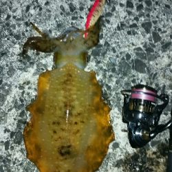 湯浅1.7キロアオリイカ2杯