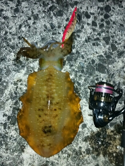 湯浅1.7キロアオリイカ2杯