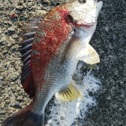 キス釣り　～キビレ、40.5センチ～