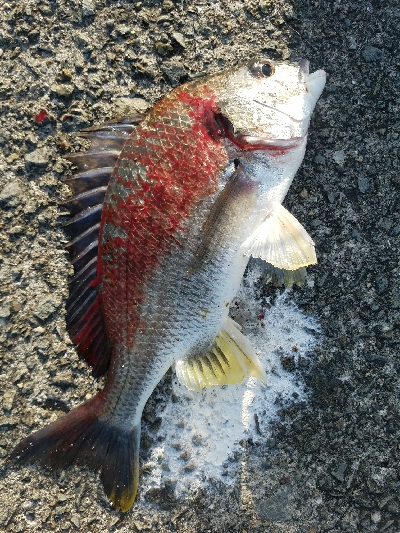 キス釣り　～キビレ、40.5センチ～