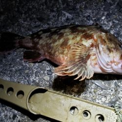 久しぶりの大漁