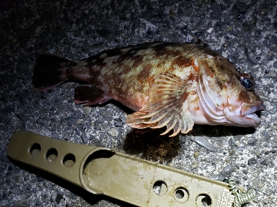 久しぶりの大漁