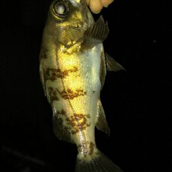 アジ調査でしたが