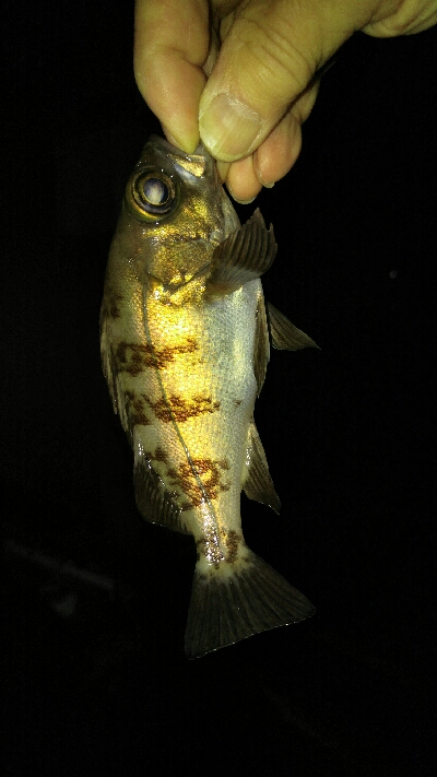 アジ調査でしたが