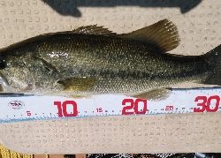 逃した魚は大きかった。。。