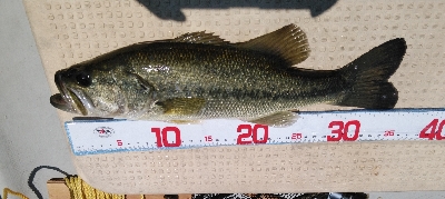 逃した魚は大きかった。。。