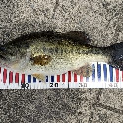 バスでのスピニングを解禁!