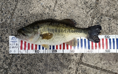 バスでのスピニングを解禁!