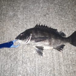 バチ抜け最盛期