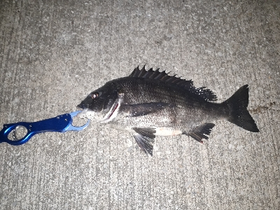 バチ抜け最盛期