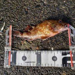 ガッシーは裏切らない