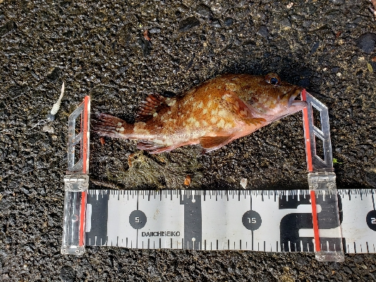 ガッシーは裏切らない