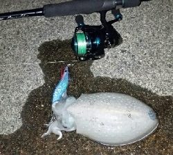 エギング楽しい♪