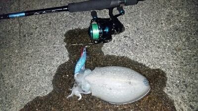 エギング楽しい♪