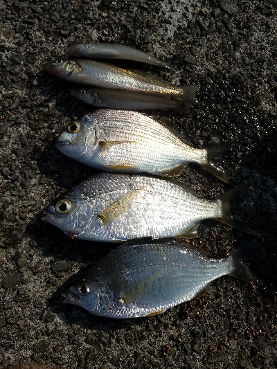 キス釣り　～当たりは少なかった～