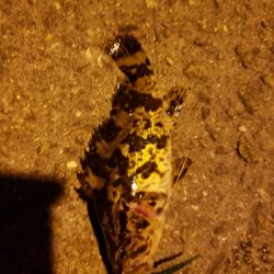 久しぶりの明石