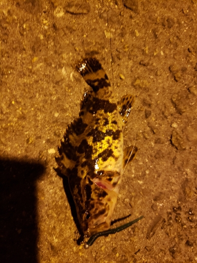 久しぶりの明石