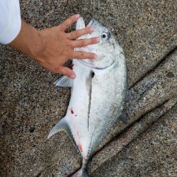 エバ、ヒラマサ、シイラ