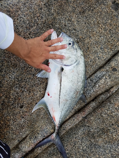 エバ、ヒラマサ、シイラ