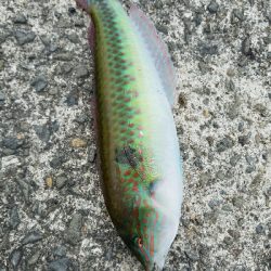 キス釣り　～太刀魚当たりなし～