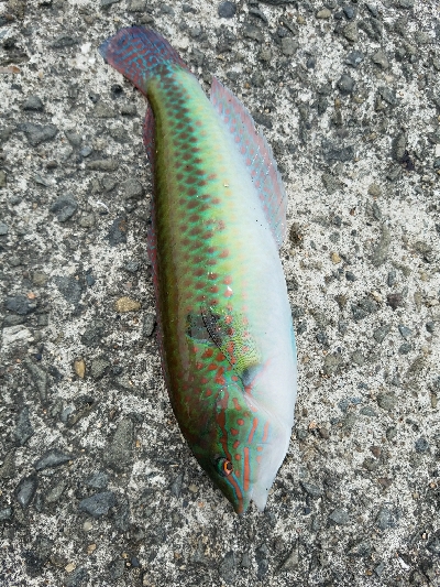 キス釣り　～太刀魚当たりなし～