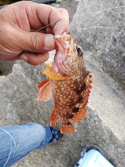 デイロックフィッシング