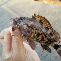 2019年5月21日釣行in伊崎漁港界隈