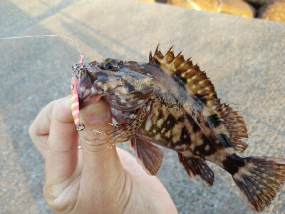 2019年5月21日釣行in伊崎漁港界隈