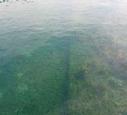 イワシとスズキがいっぱい