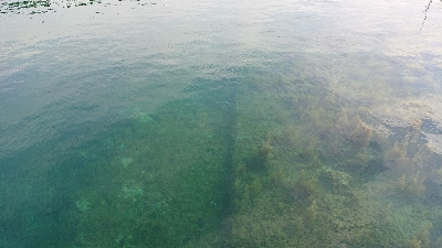 イワシとスズキがいっぱい