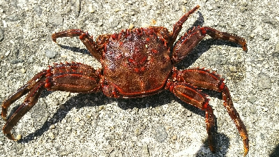 ひたすらカサゴ釣り