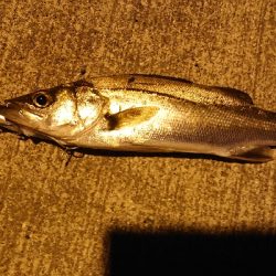 セイゴがいっぱいいましたー