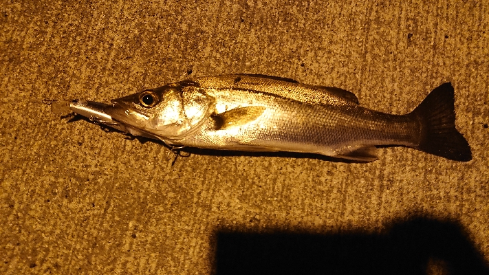 セイゴがいっぱいいましたー