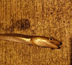 またスズキ不発