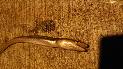 またスズキ不発