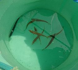 スズキいただきー！