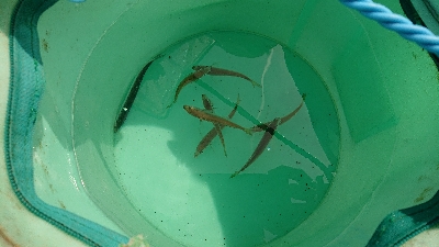 スズキいただきー！