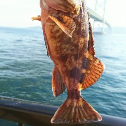 今年度初キュウセン