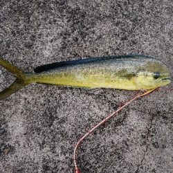 魚暑    魚署  マヒマヒ