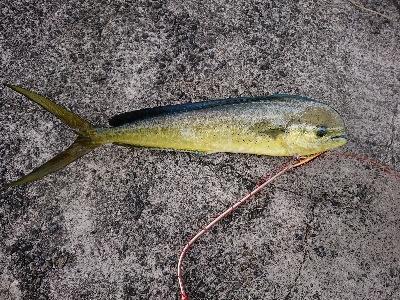 魚暑    魚署  マヒマヒ