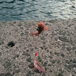 今日もカサゴの入れ食い