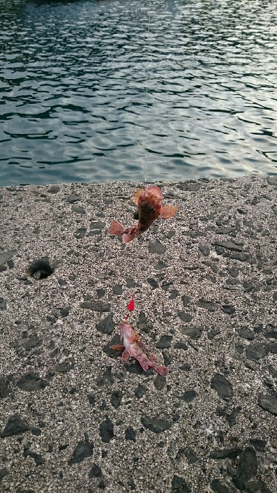 今日もカサゴの入れ食い