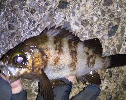 好調!?横浜アジング